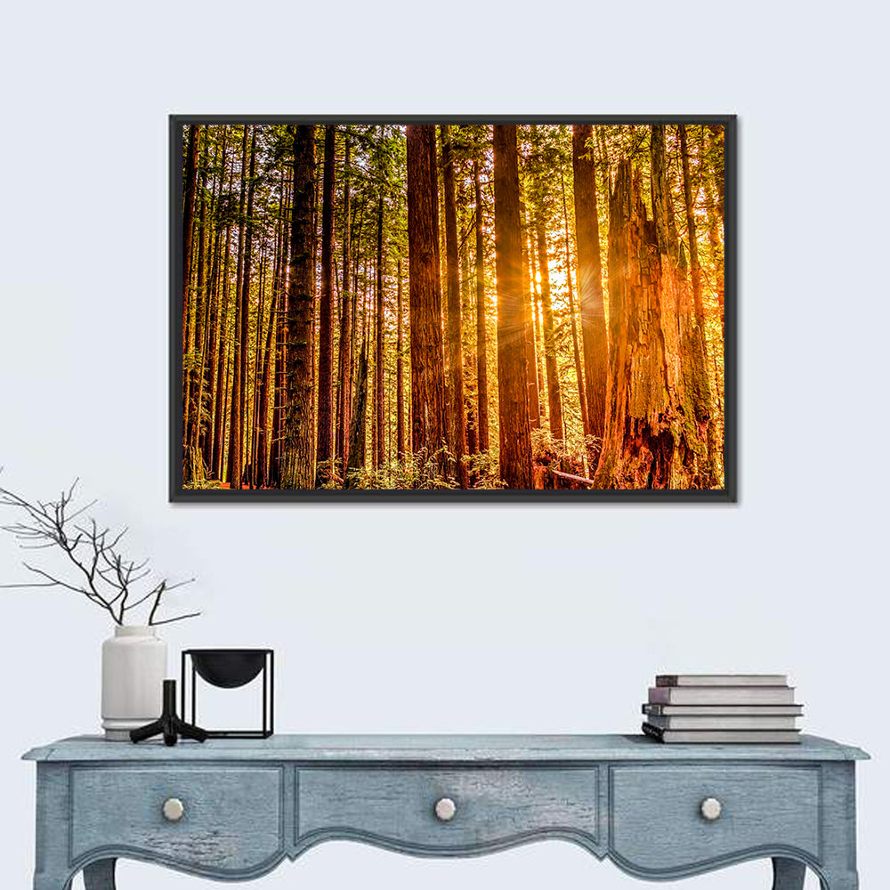 Golden Hour Redwood Sunburst Wall Art
