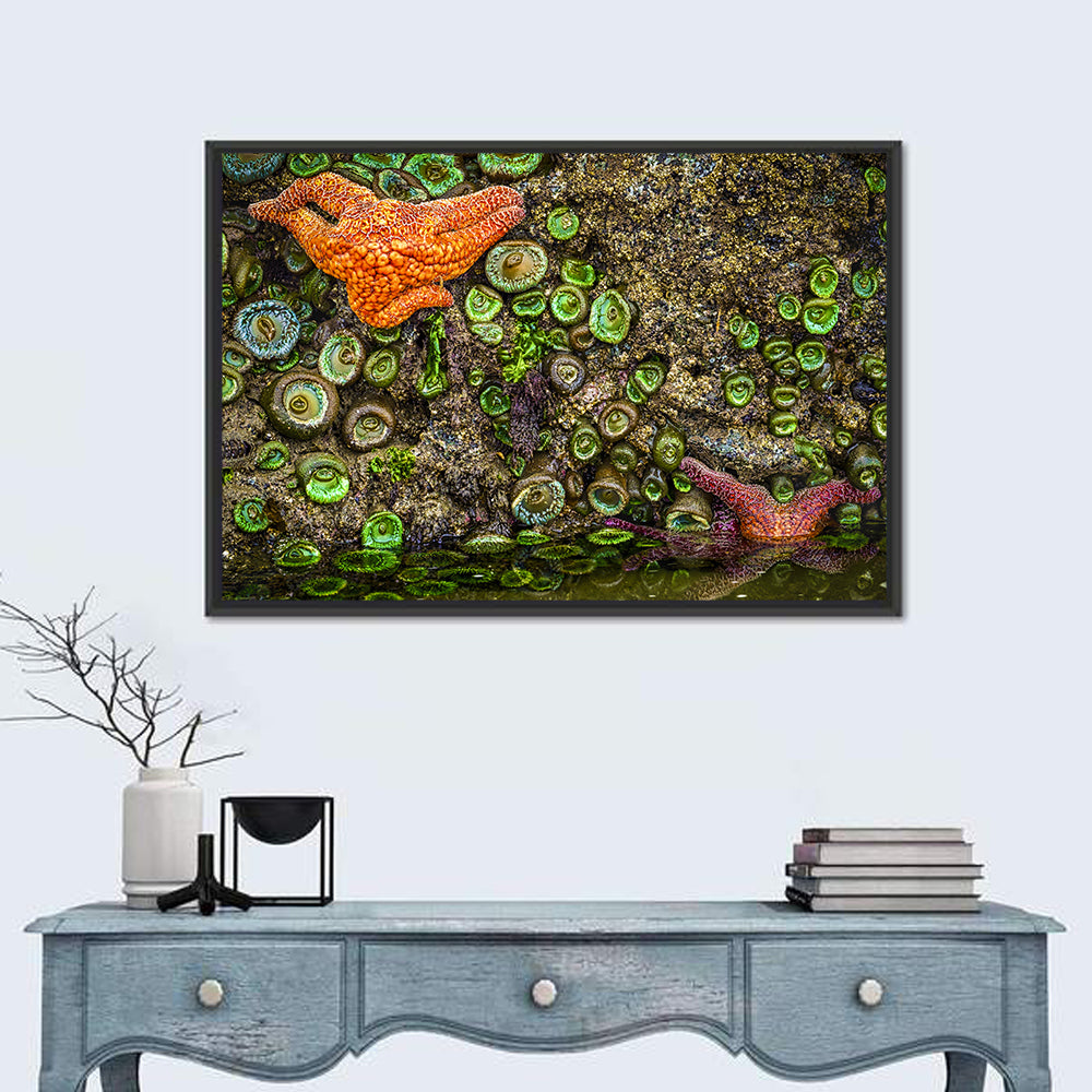 Orange Starfish Tide Pool Wall Art