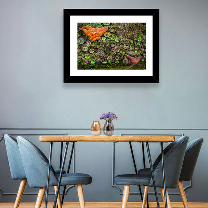 Orange Starfish Wall Art