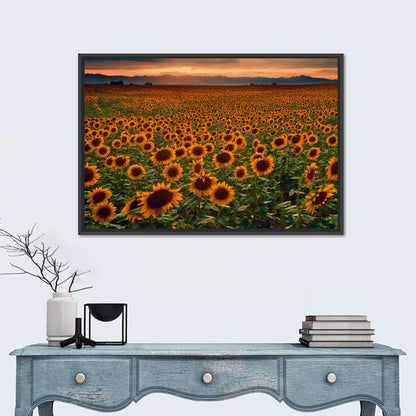 Sunflowers Field Colorado Wall Art