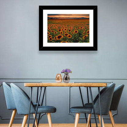 Sunflowers Field Colorado Wall Art