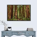 Muir Woods Redwood Trail Wall Art