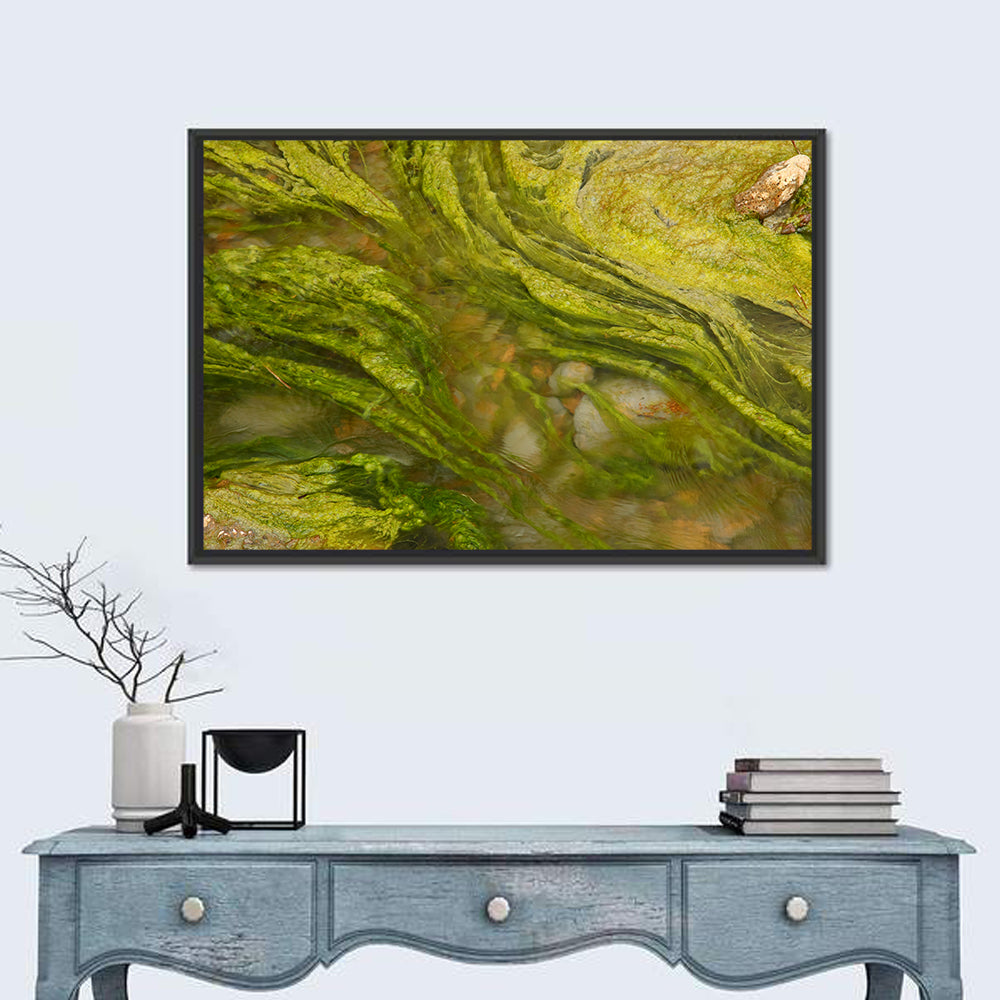 Macro Algae Stream Wall Art in a room, landscape
