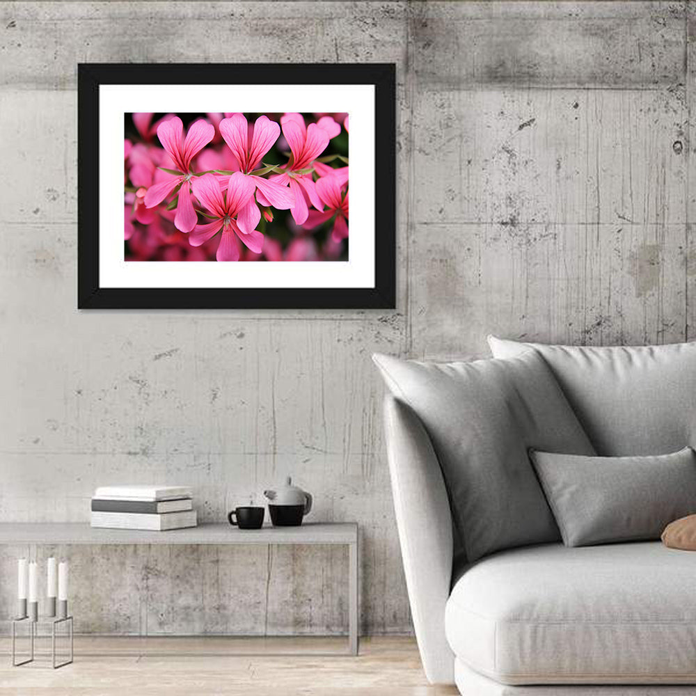 Pink Geranium Close Up Wall Art