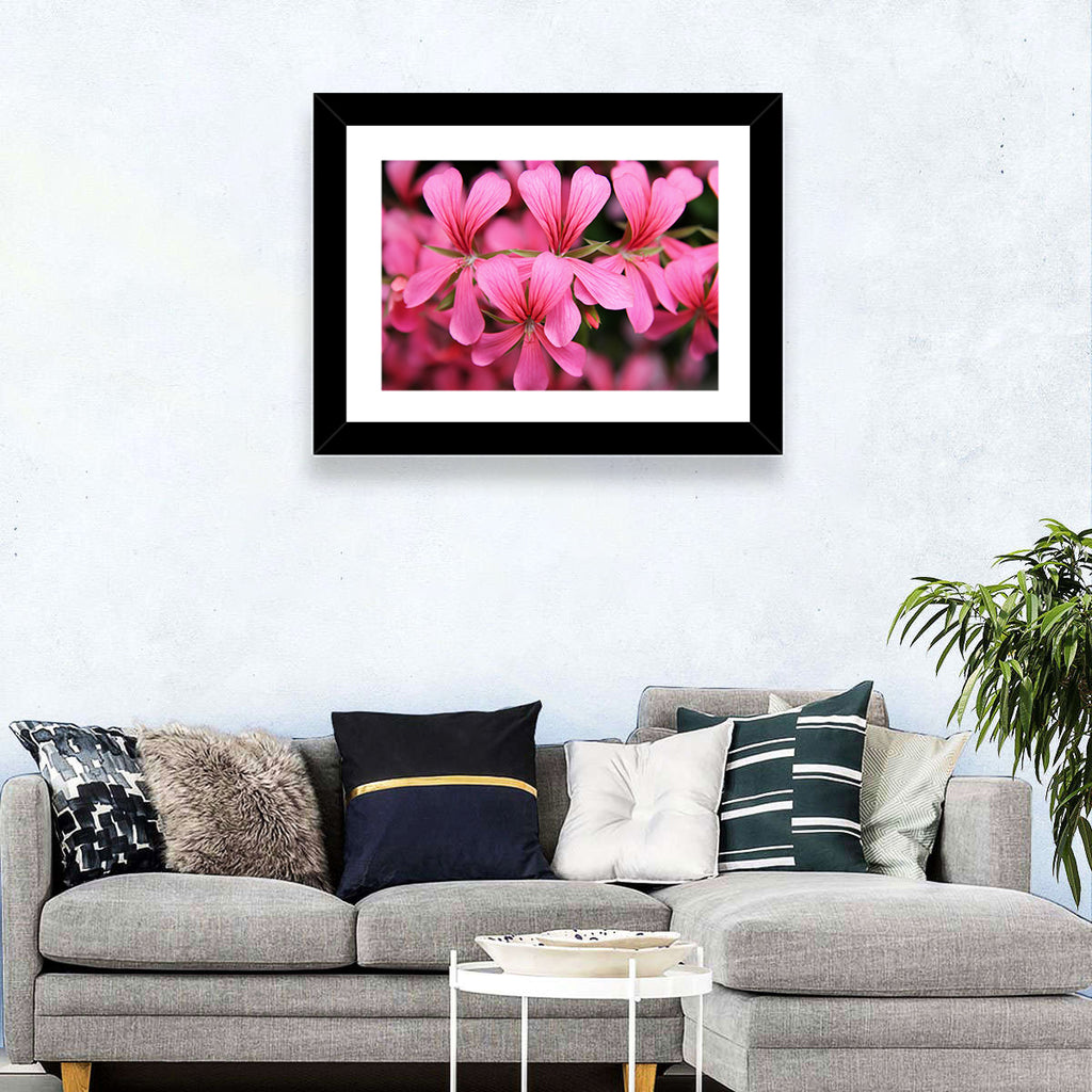 Pink Geranium Close Up Wall Art