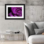 Purple Rose Close-up Wall Art
