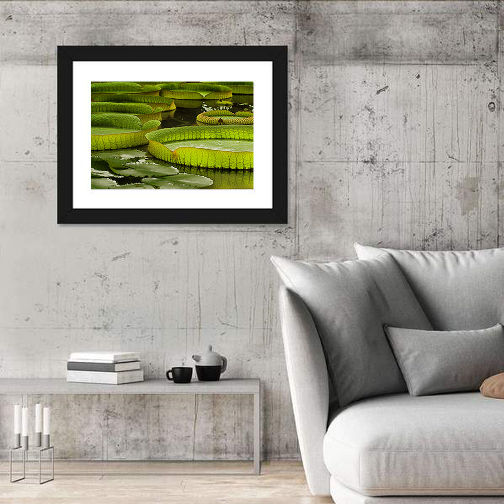 Giant Victoria Amazonica Lily Pads Wall Art