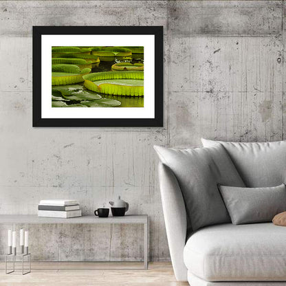 Giant Water Lilies Wall Art
