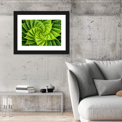 Spiral Aloe Wall Art