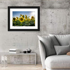 Backlit Sunflower Field Wall Art