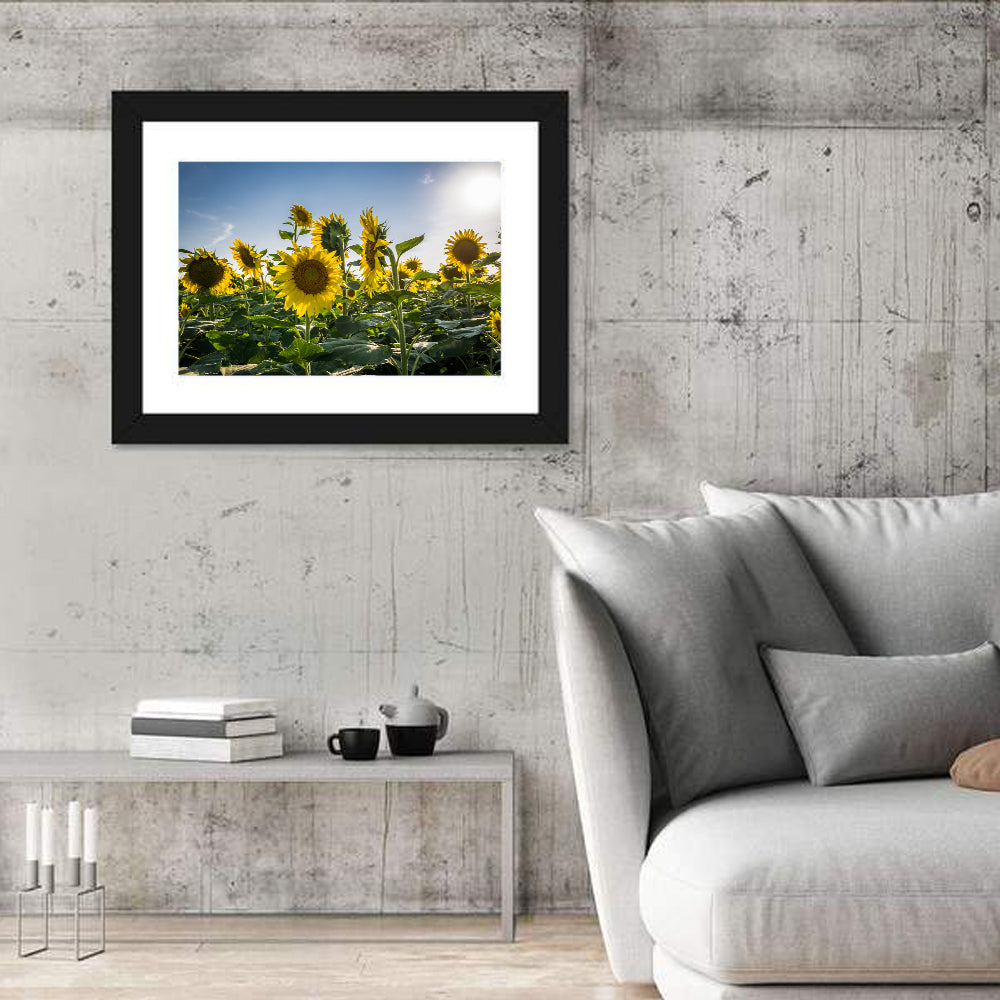 Backlit Sunflower Field Wall Art