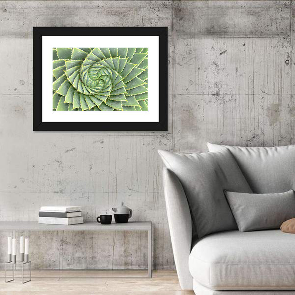 Spiral Aloe Wall Art