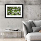 Redwood Forest Canopy Wall Art