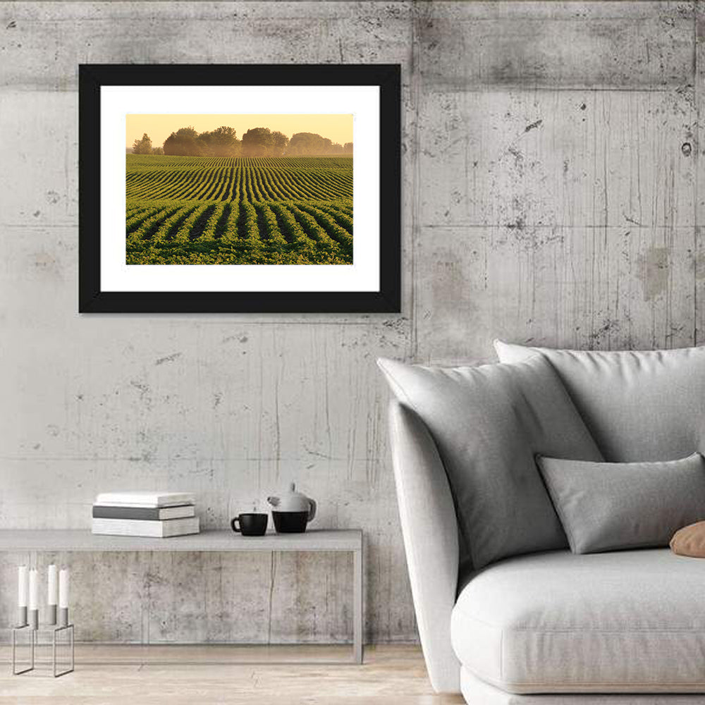 Misty Soybean Field at Dusk Wall Art in a room, landscape