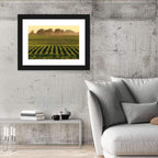 Misty Soybean Field at Dusk Wall Art