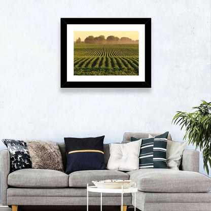 Misty Soybean Field Wall Art