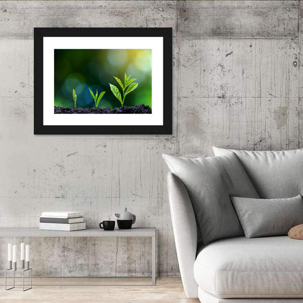Seedling Growth Stages Wall Art