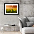 Golden Vineyard Sunset Wall Art