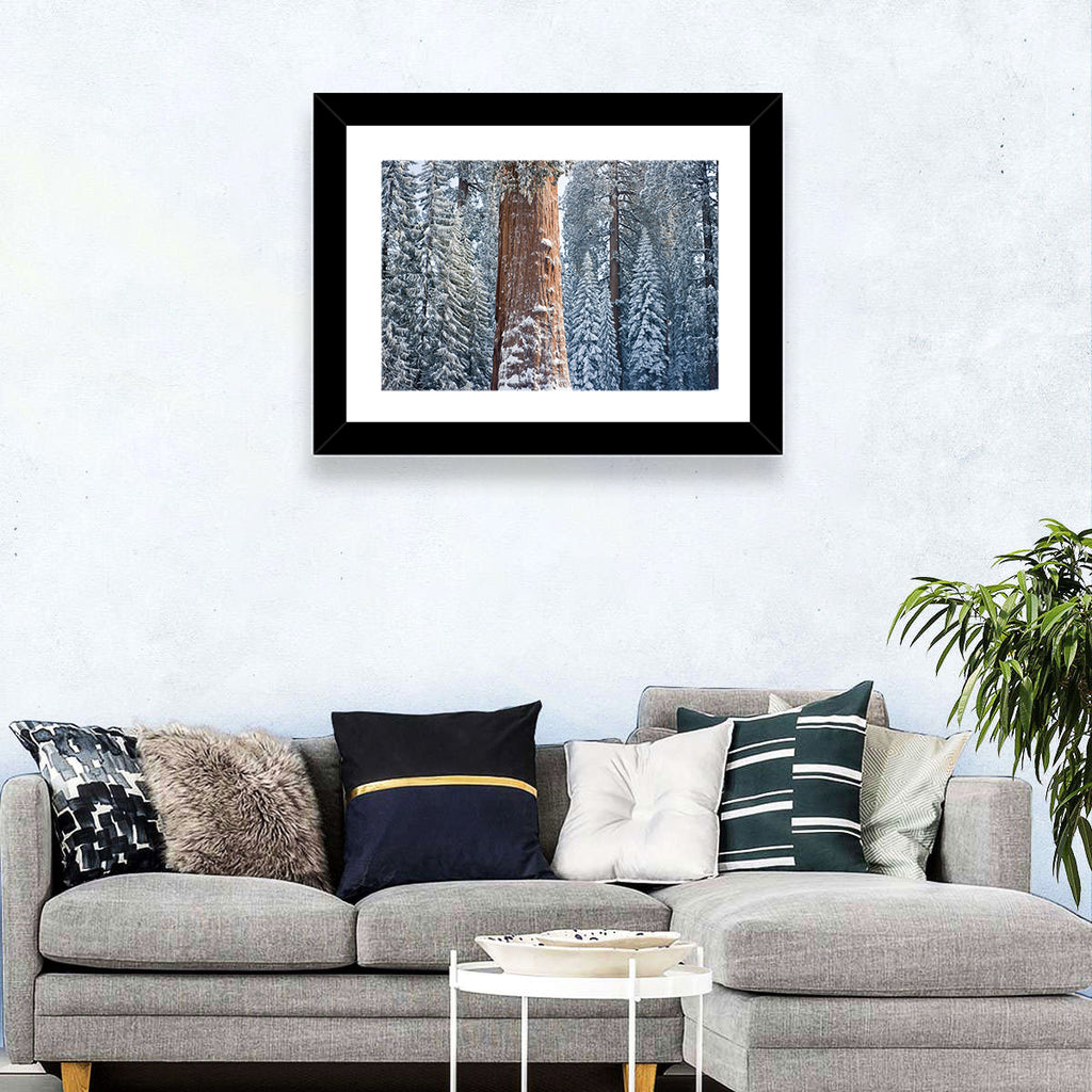 Winter Giant Sequoia in Snowy Forest Wall Art
