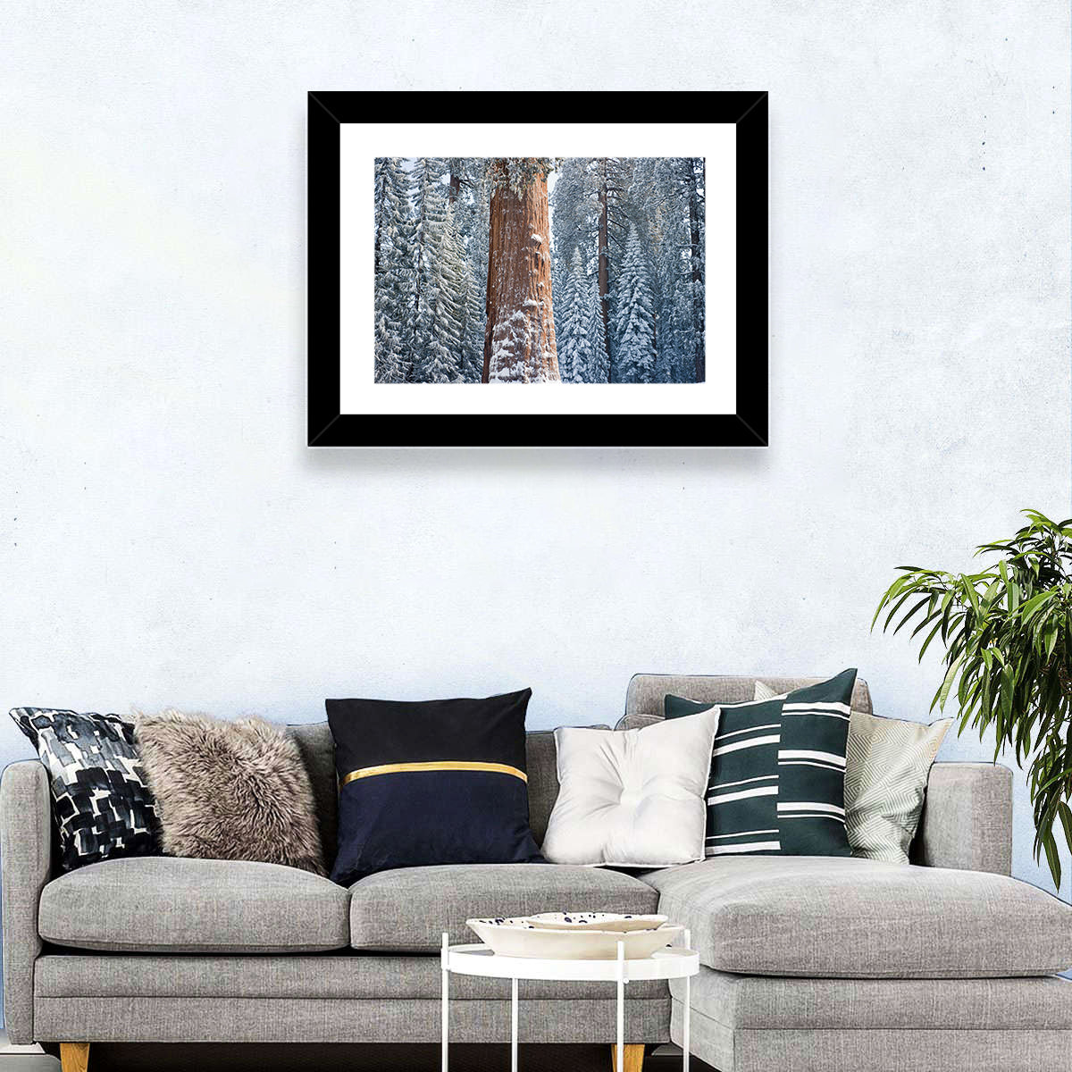 Giant Sequoia Tree Wall Art