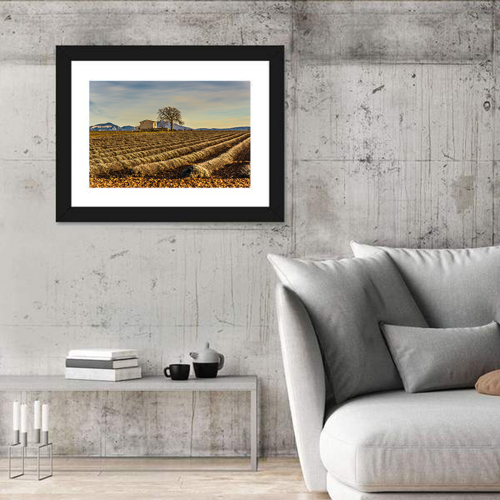 Rustic Provence Lavender Rows at Golden Hour Wall Art in a room, landscape