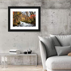Sunlit Forest Stream Wall Art