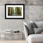 Giants Avenue Redwood Forest Road Wall Art