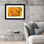 Yellow Rose Close-up Wall Art