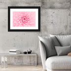 Pink Chrysanthemum Close-up Wall Art