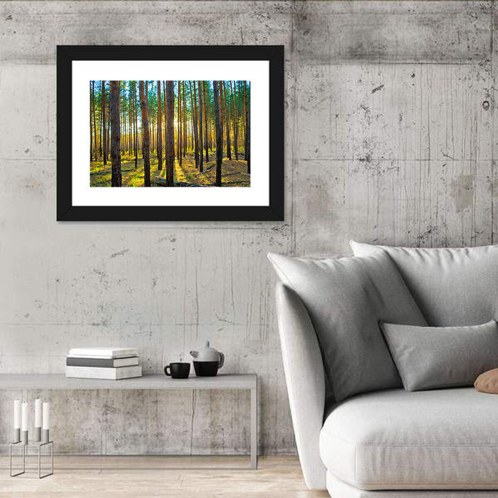 Scots Pine Forest Wall Art in a room, landscape