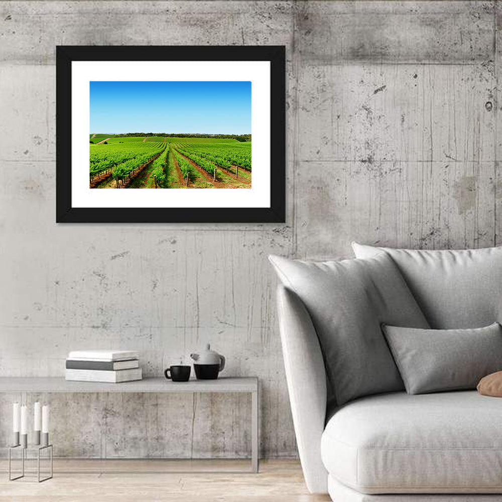 Sunlit Vineyard Rows Wall Art in a room, landscape
