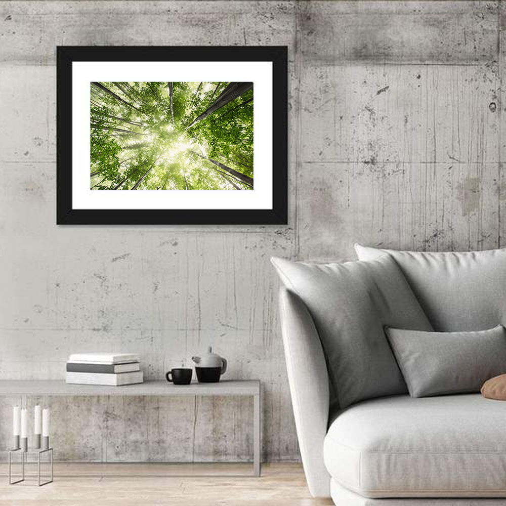 Spring Canopy in Morning Mist Wall Art in a room, landscape