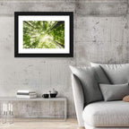 Spring Canopy in Morning Mist Wall Art