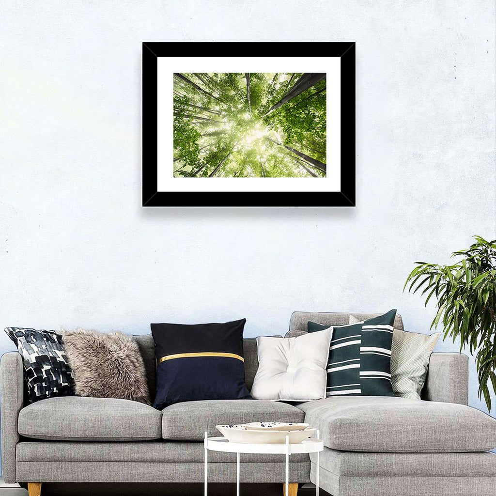 Spring Canopy in Morning Mist Wall Art