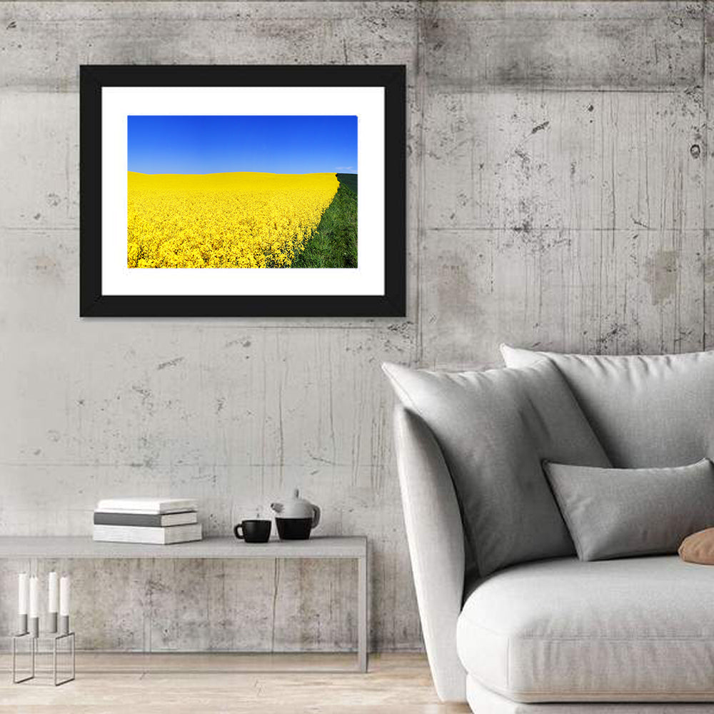 Sunlit Rapeseed Field Wall Art in a room, landscape