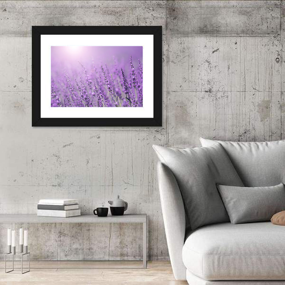 Sunlit Lavender Field Wall Art in a room, landscape