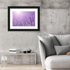 Sunlit Lavender Field Wall Art