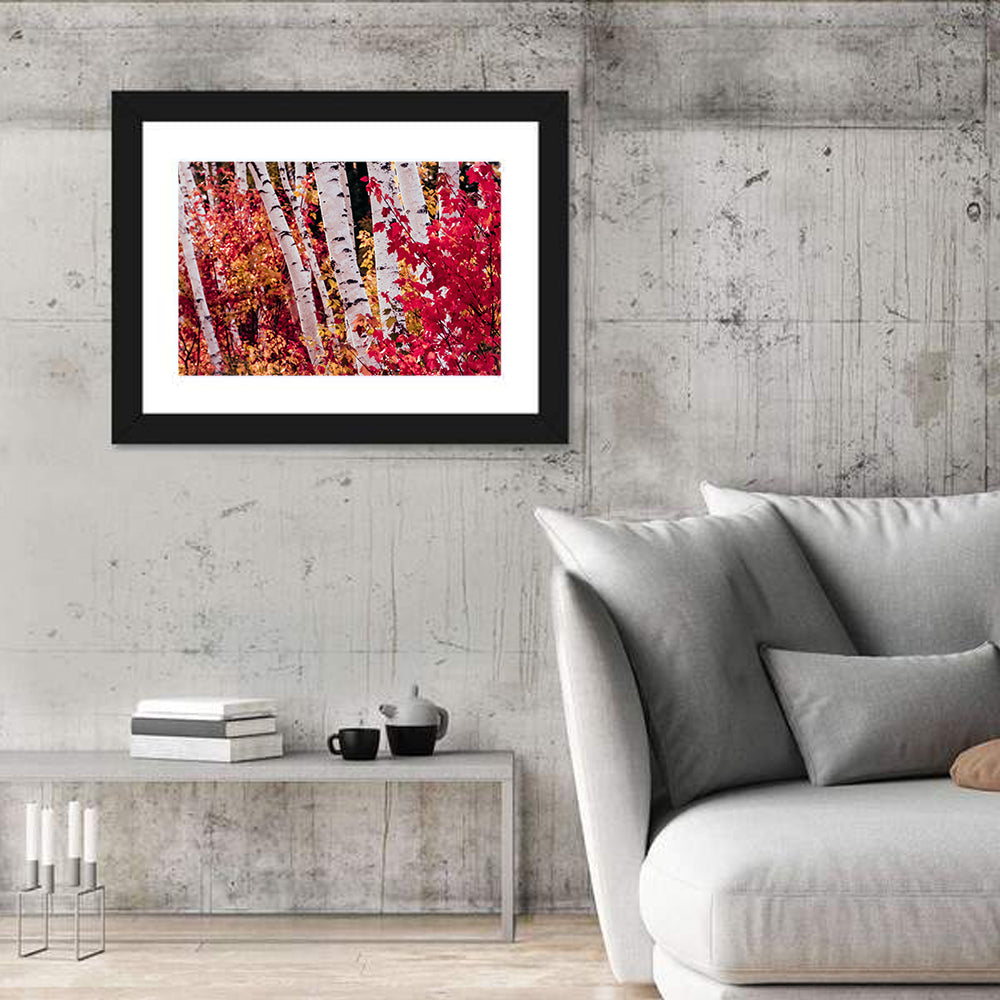 Autumn Birches with Crimson Maples Wall Art in a room, landscape