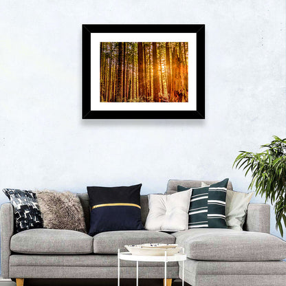 Sunny Redwood Forest Wall Art