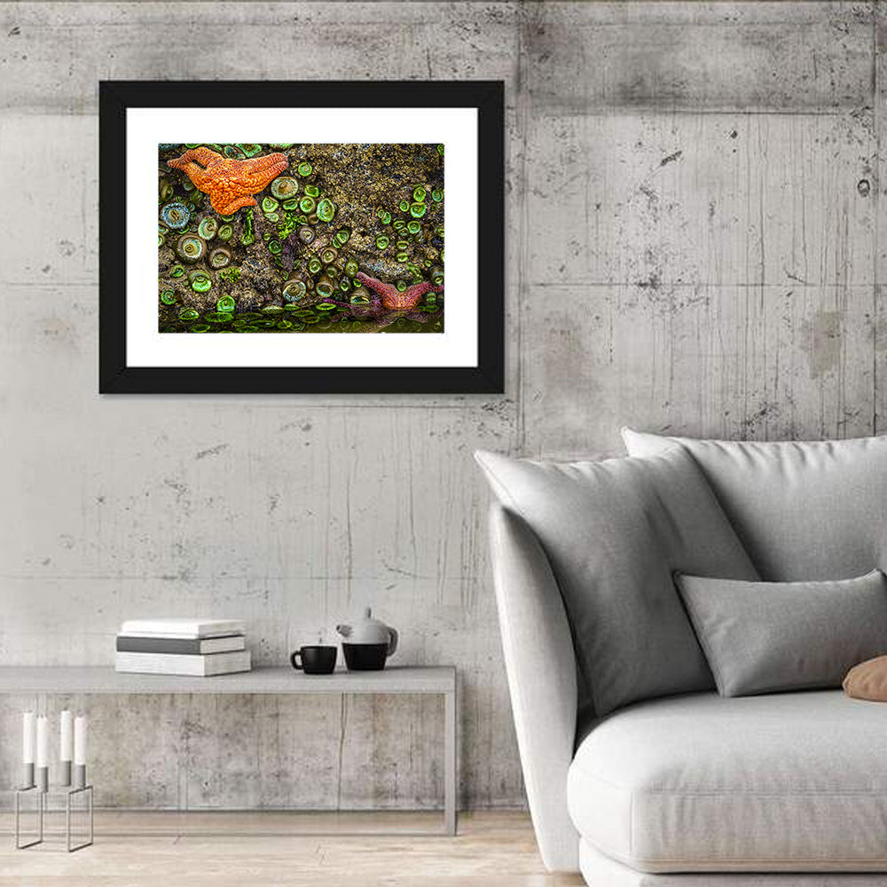 Orange Starfish Tide Pool Wall Art