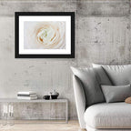 Peach Ranunculus Macro Bloom Wall Art