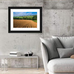 Kansas Wheat Fields Wall Art