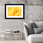 Soft-lit Yellow Rose Close-up Wall Art