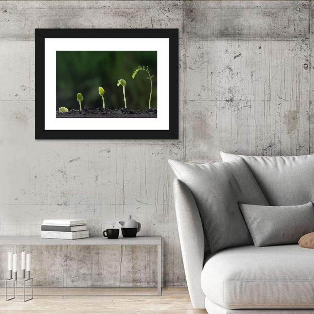 Five-stage Plant Growth Wall Art in a room, landscape