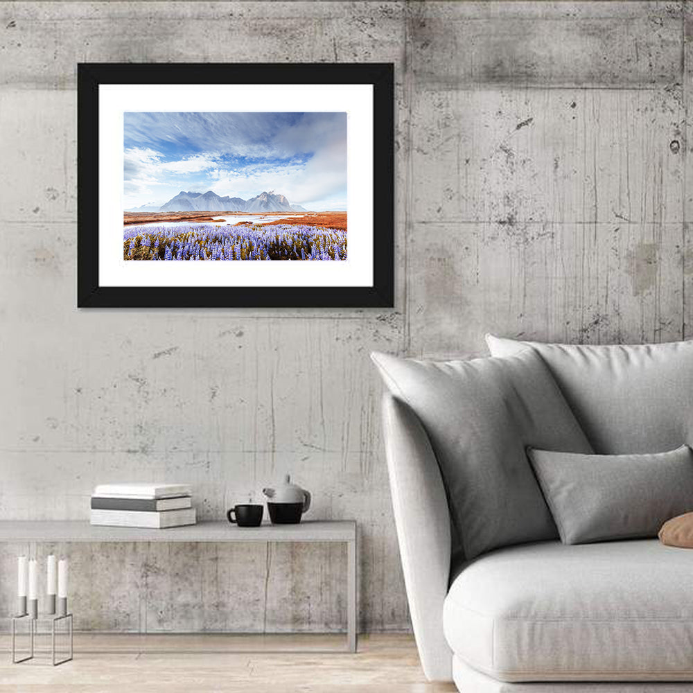 Lupine Fields at Vestrahorn Wall Art in a room, landscape