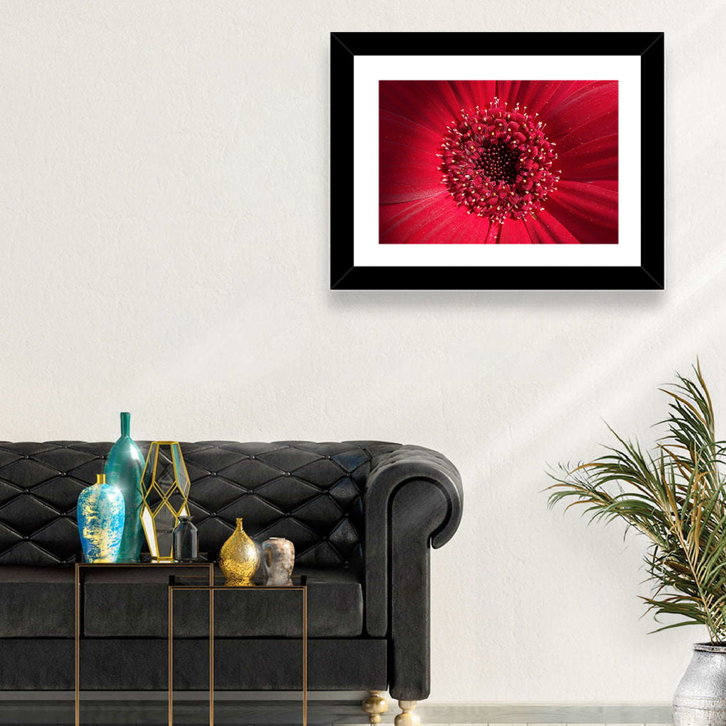 Red Gerbera Daisy Macro Close Up Wall Art