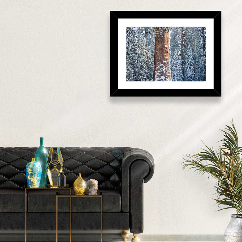 Winter Giant Sequoia in Snowy Forest Wall Art