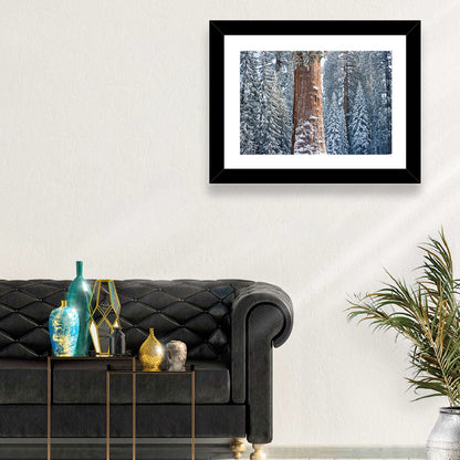 Giant Sequoia Tree Wall Art