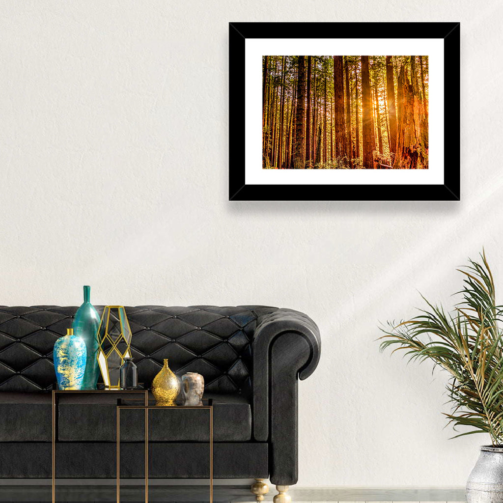 Golden Hour Redwood Sunburst Wall Art