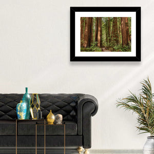 Muir Woods National Monument Wall Art